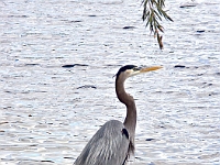 Heron 1